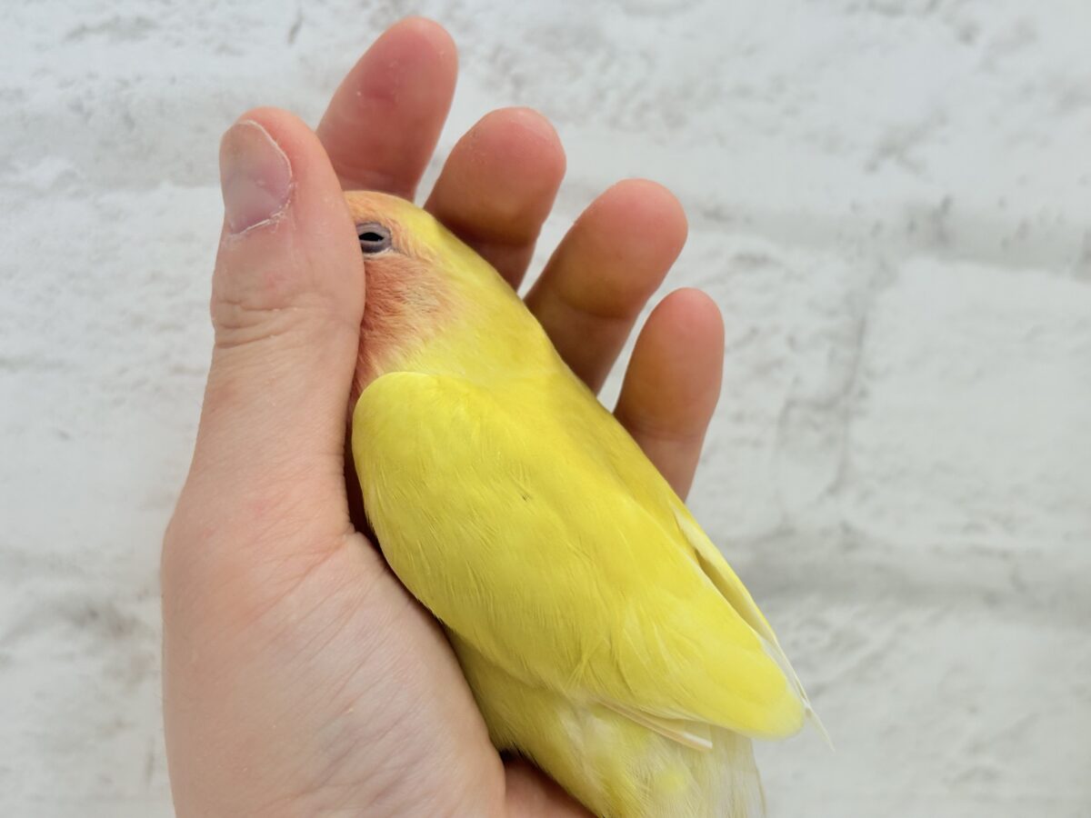 コザクラインコ（小桜インコ）