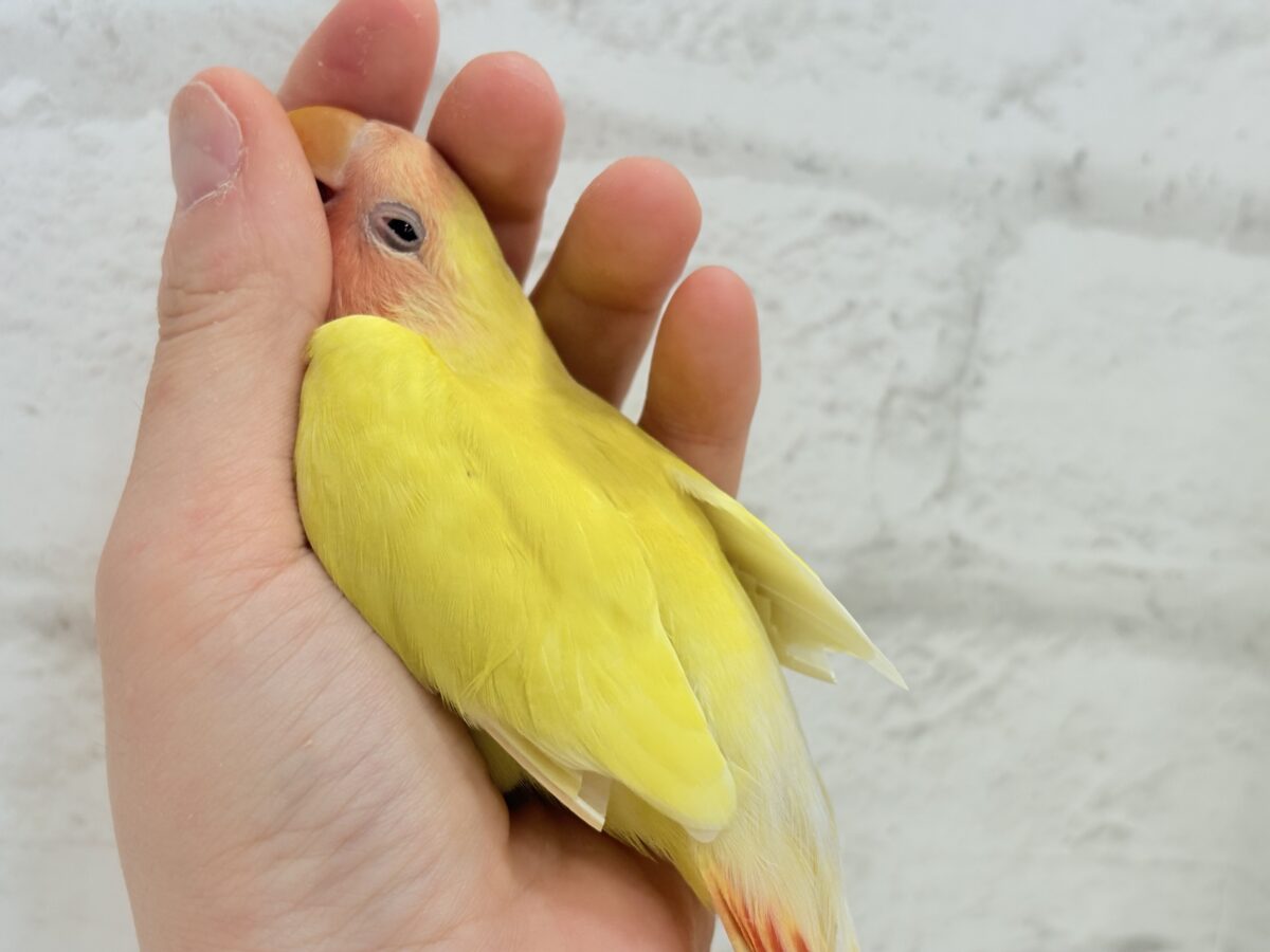 コザクラインコ（小桜インコ）