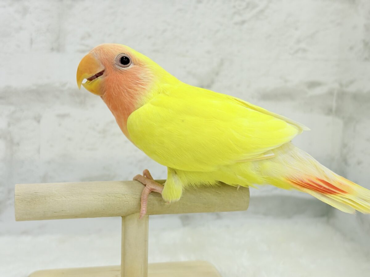 【最新画像更新🪄】もぎたて🫧フレッシュフルーツ🍋コザクラインコ(ルチノー) ヒナ コザクラインコ(小桜インコ)
