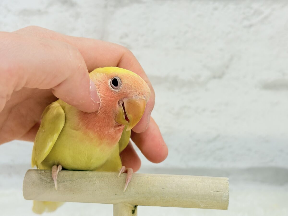 コザクラインコ（小桜インコ）