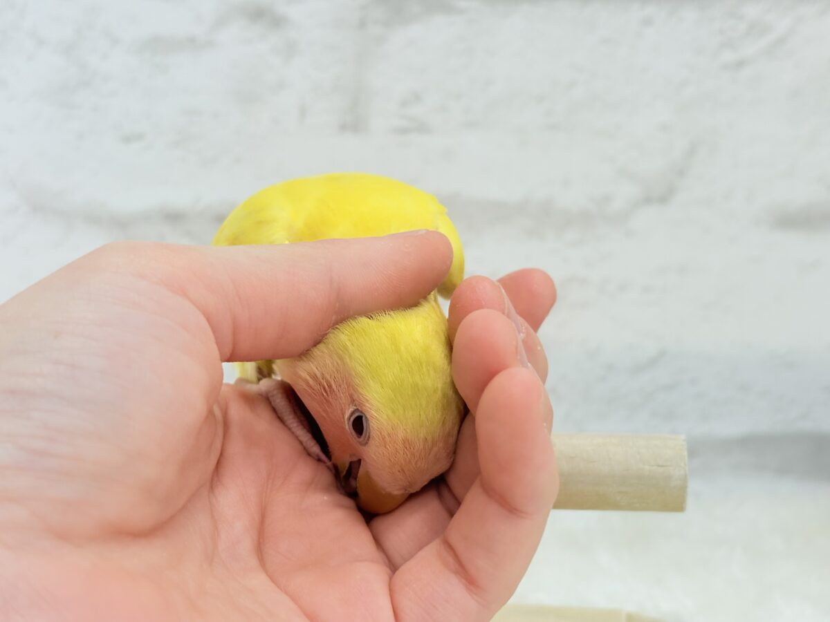【最新画像更新🪄】もぎたて🫧フレッシュフルーツ🍋コザクラインコ(ルチノー) ヒナ コザクラインコ(小桜インコ)