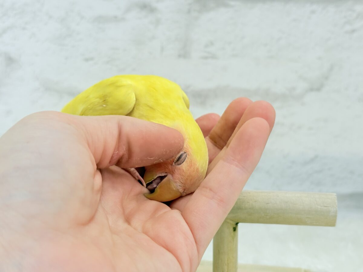 コザクラインコ（小桜インコ）