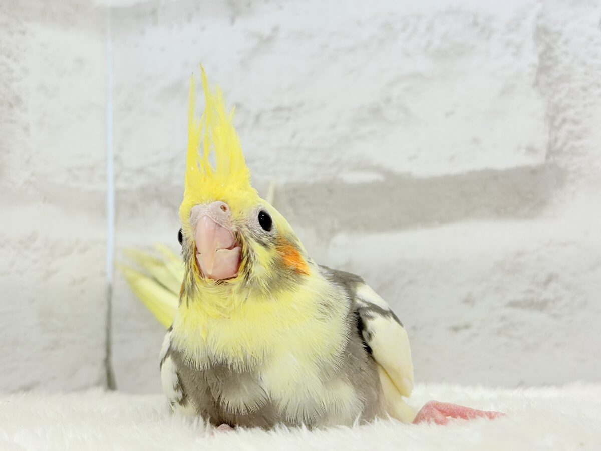 【最新画像更新🪄】優しいお顔のオカメちゃん♬*°オカメインコ(パイド) ヒナ オカメインコ