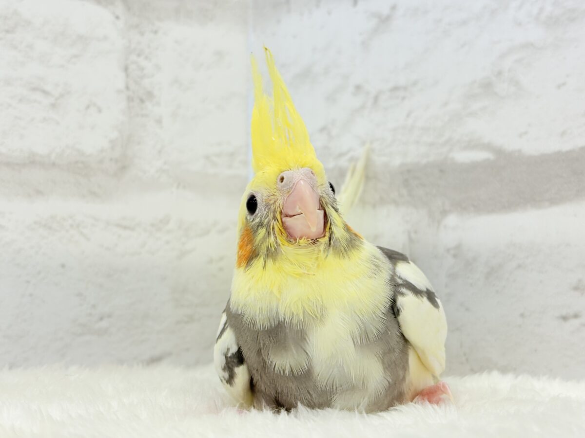 オカメインコ