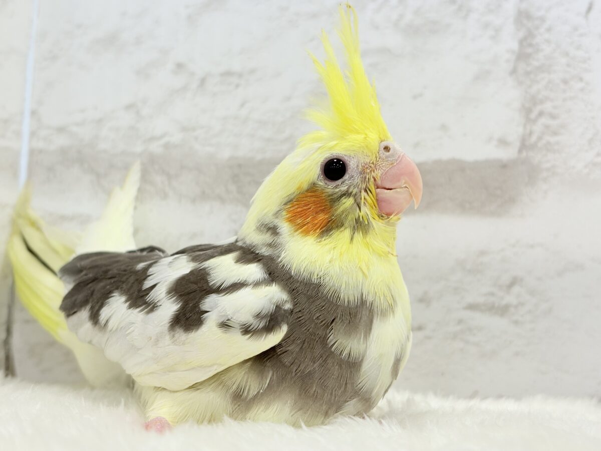 オカメインコ