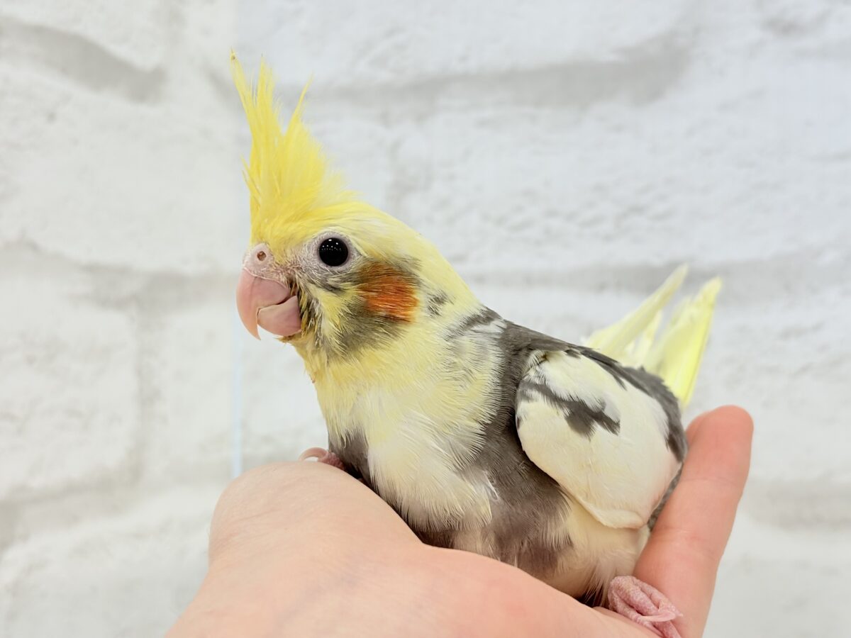 【最新画像更新🪄】優しいお顔のオカメちゃん♬*°オカメインコ(パイド) ヒナ オカメインコ