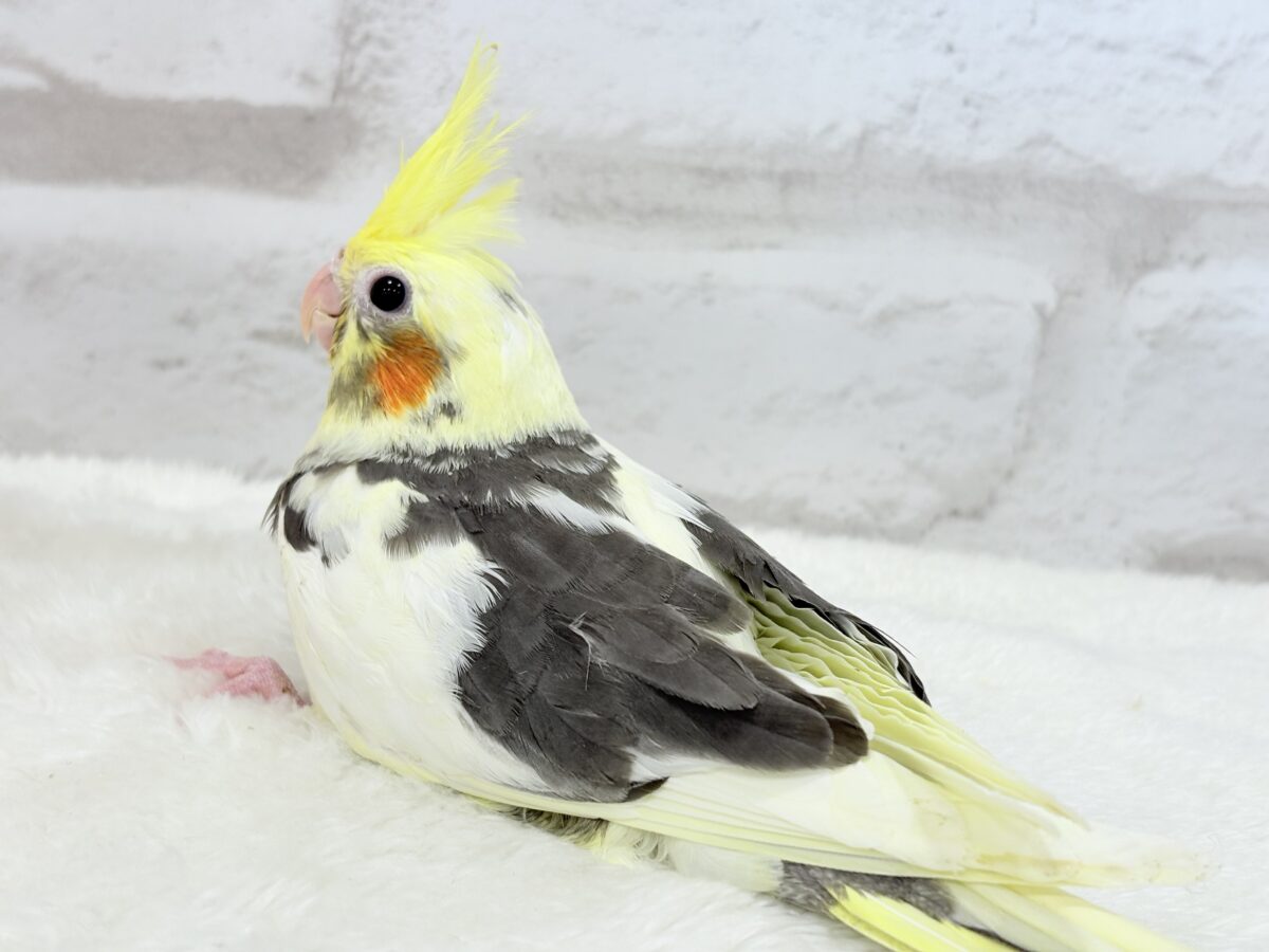 【最新画像更新🪄】優しいお顔のオカメちゃん♬*°オカメインコ(パイド) ヒナ オカメインコ