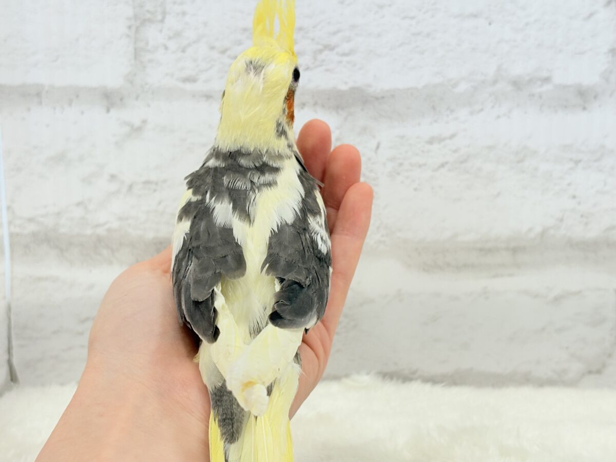 【最新画像更新🪄】優しいお顔のオカメちゃん♬*°オカメインコ(パイド) ヒナ オカメインコ