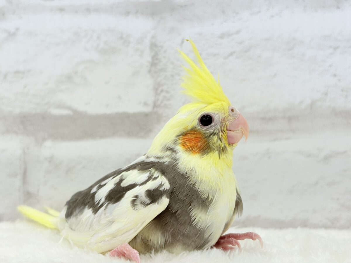 【最新画像更新🪄】優しいお顔のオカメちゃん♬*°オカメインコ(パイド) ヒナ オカメインコ