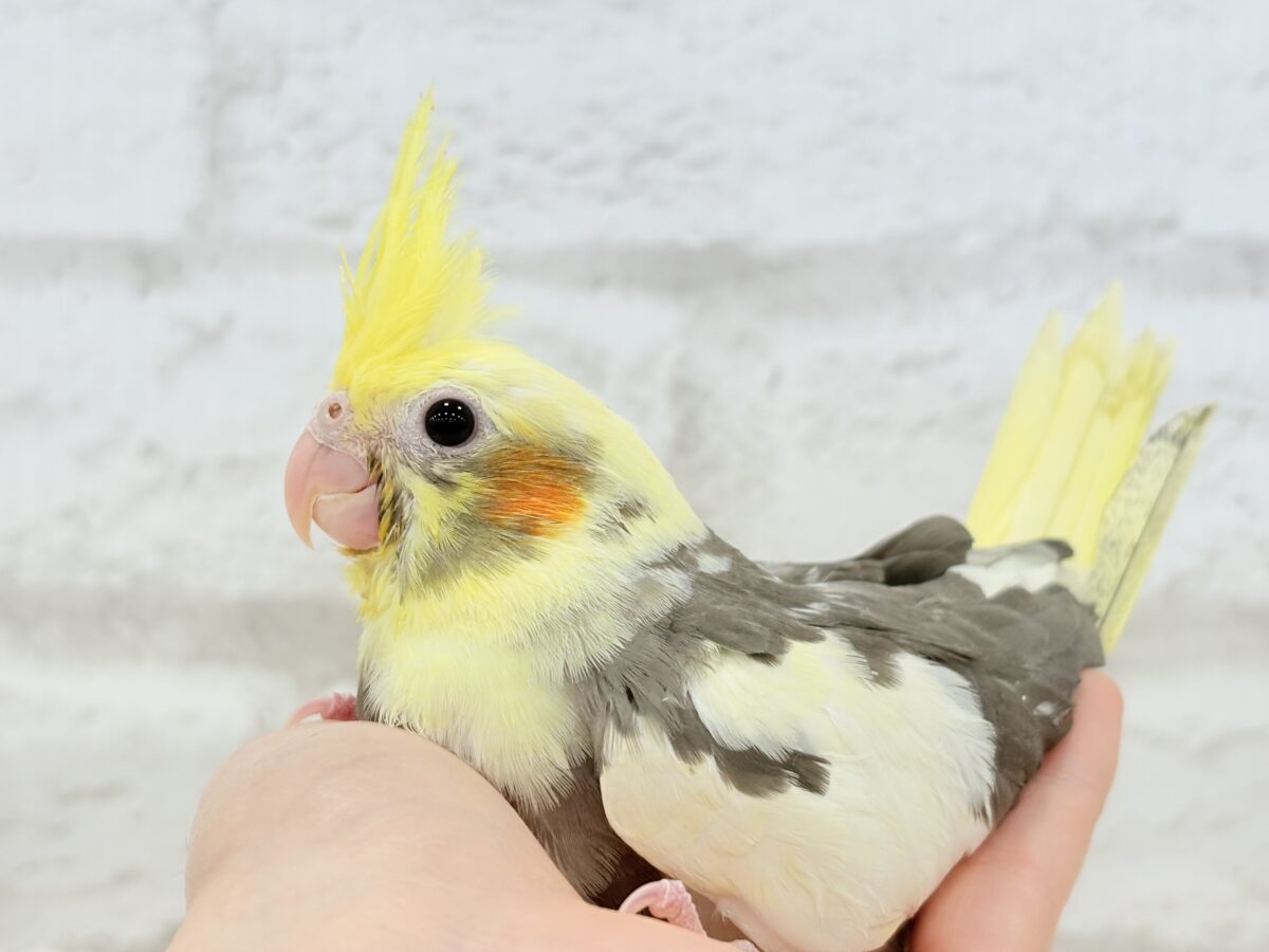 【最新画像更新🪄】優しいお顔のオカメちゃん♬*°オカメインコ(パイド) ヒナ オカメインコ