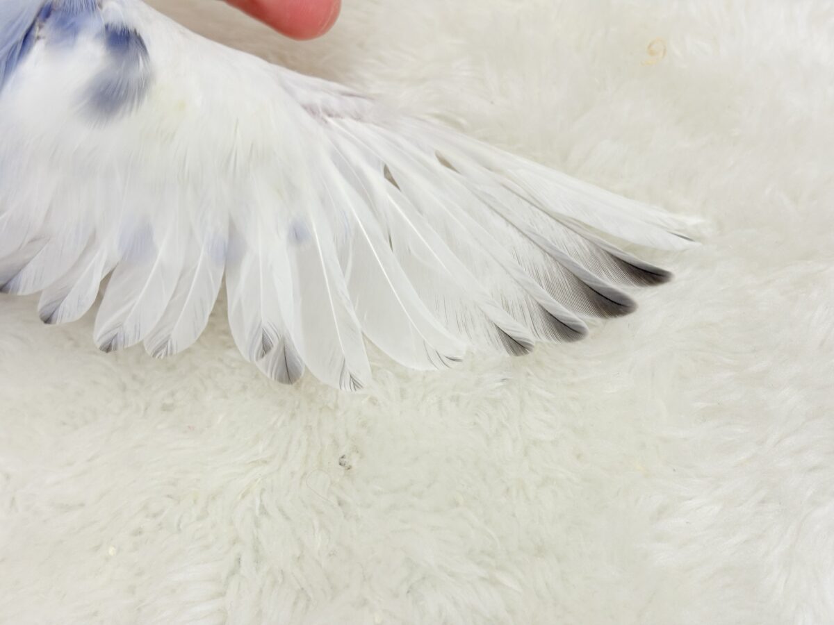 【最新画像更新🪄】わた毛おぱんつ天使降臨🐣💜コザクラインコ(バイオレットオパーリンパイド) ヒナ コザクラインコ(小桜インコ)