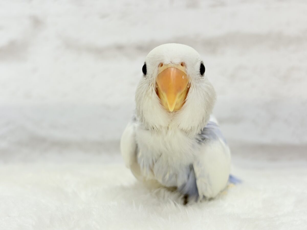 【最新画像更新🪄】わた毛おぱんつ天使降臨🐣💜コザクラインコ(バイオレットオパーリンパイド) ヒナ コザクラインコ(小桜インコ)