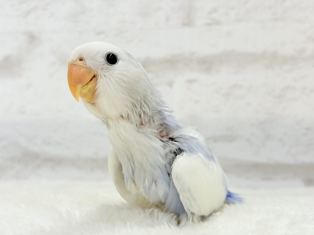 【最新画像更新🪄】わた毛おぱんつ天使降臨🐣💜コザクラインコ(バイオレットオパーリンパイド) ヒナ コザクラインコ(小桜インコ)