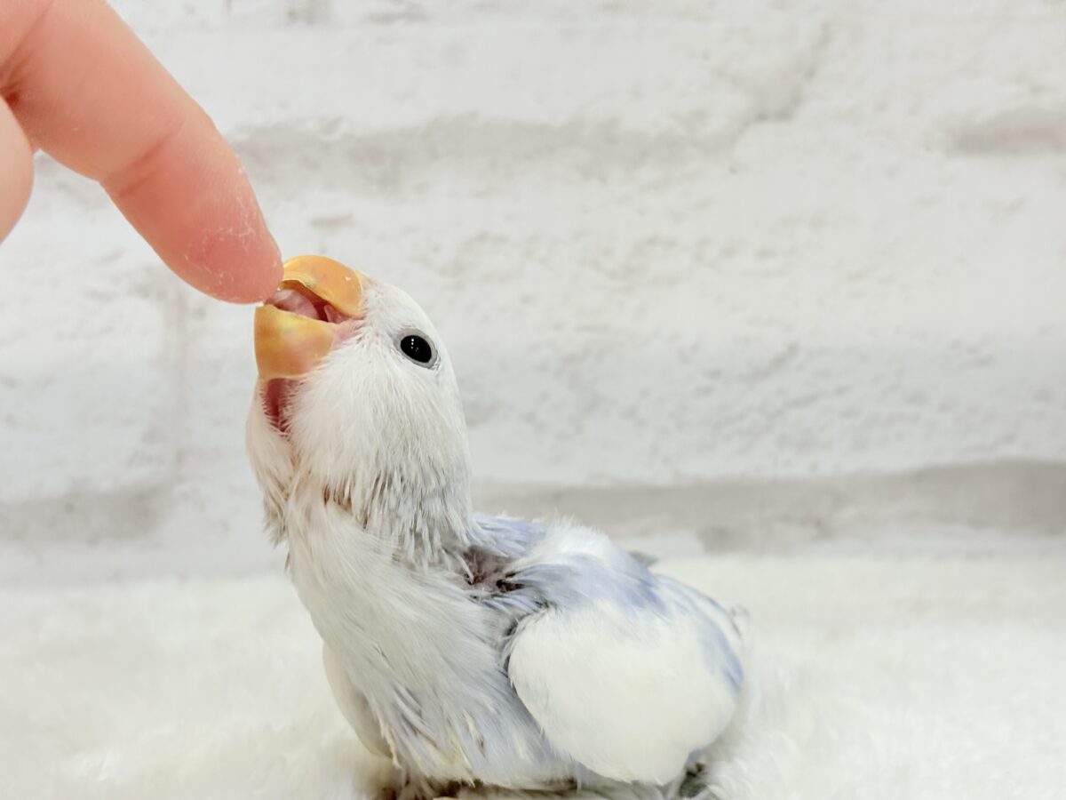 コザクラインコ（小桜インコ）