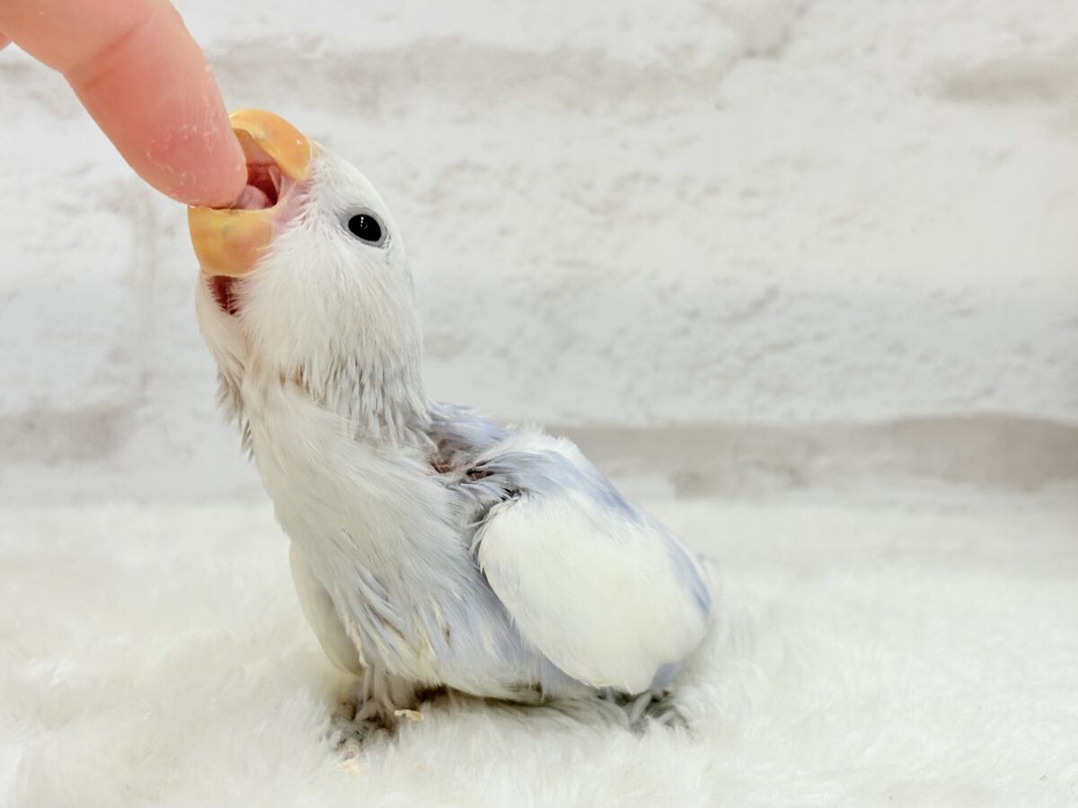 【最新画像更新🪄】わた毛おぱんつ天使降臨🐣💜コザクラインコ(バイオレットオパーリンパイド) ヒナ コザクラインコ(小桜インコ)