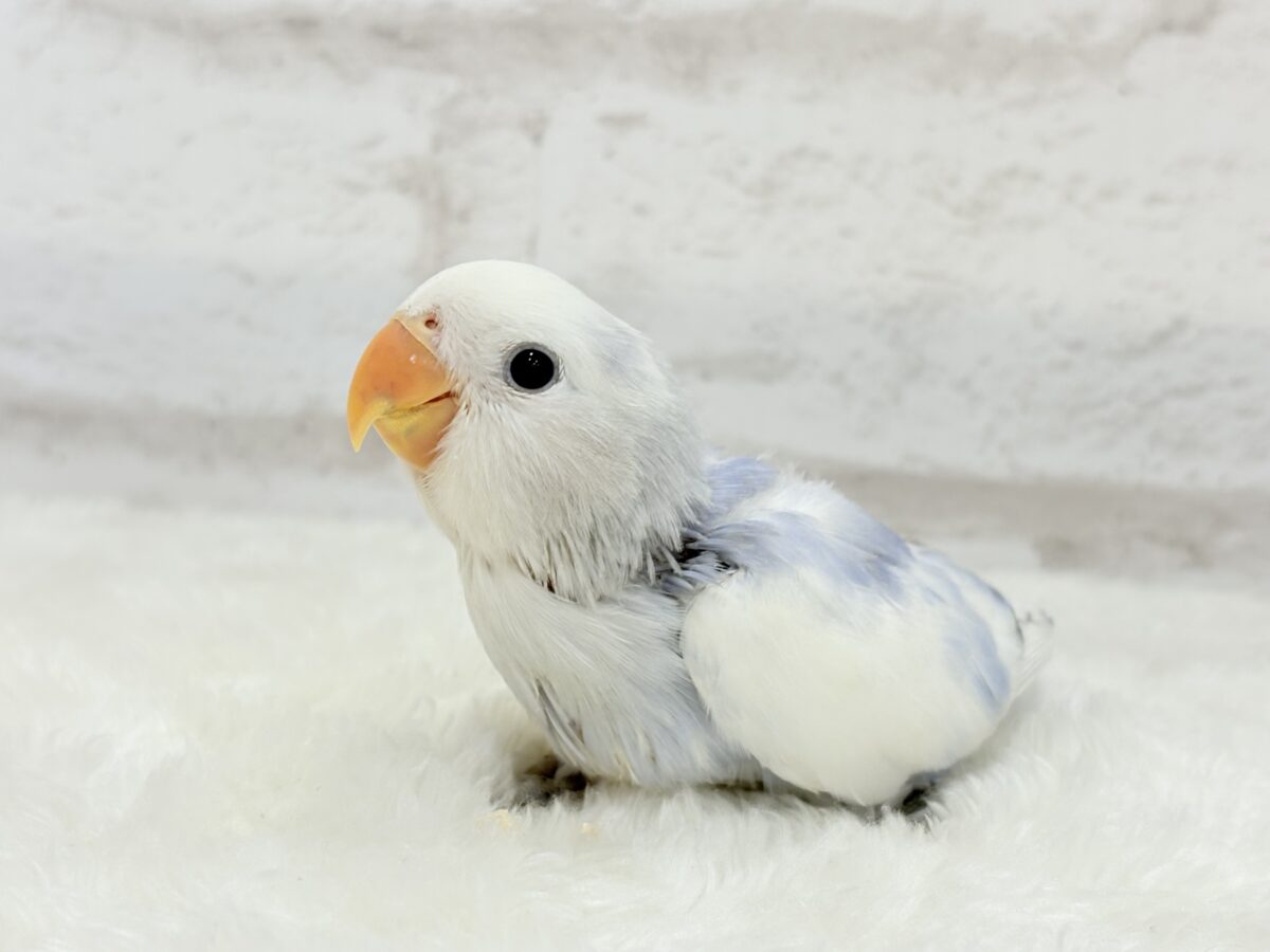 【最新画像更新🪄】わた毛おぱんつ天使降臨🐣💜コザクラインコ(バイオレットオパーリンパイド) ヒナ コザクラインコ(小桜インコ)