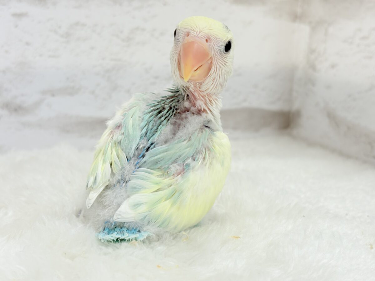 【最新画像更新🪄】頭に入った模様がトレードマーク🐣⚡️🍏コザクラインコ(ブルーチェリーオパーリンパイド) ヒナ コザクラインコ(小桜インコ)