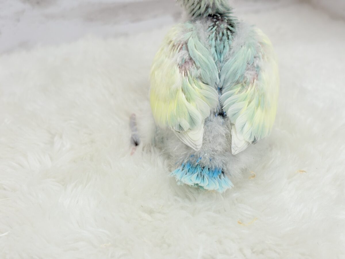 コザクラインコ（小桜インコ）