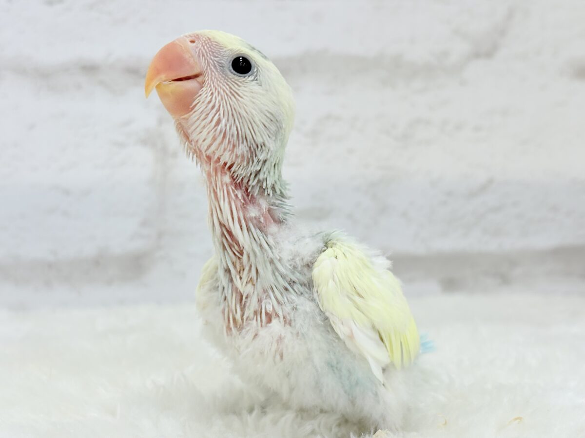 【最新画像更新🪄】頭に入った模様がトレードマーク🐣⚡️🍏コザクラインコ(ブルーチェリーオパーリンパイド) ヒナ コザクラインコ(小桜インコ)