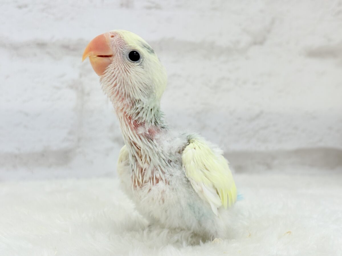 コザクラインコ（小桜インコ）