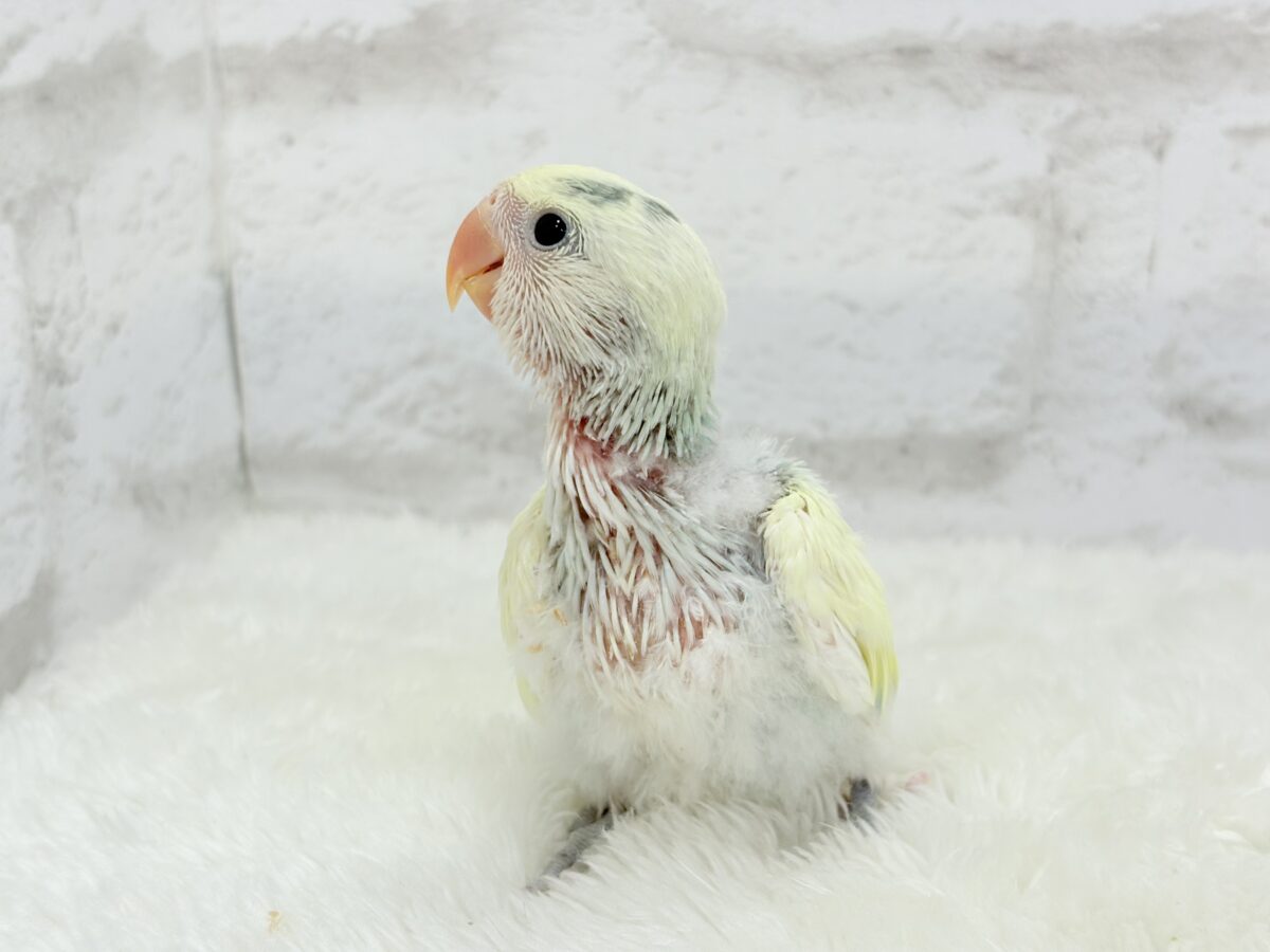 【最新画像更新🪄】頭に入った模様がトレードマーク🐣⚡️🍏コザクラインコ(ブルーチェリーオパーリンパイド) ヒナ コザクラインコ(小桜インコ)