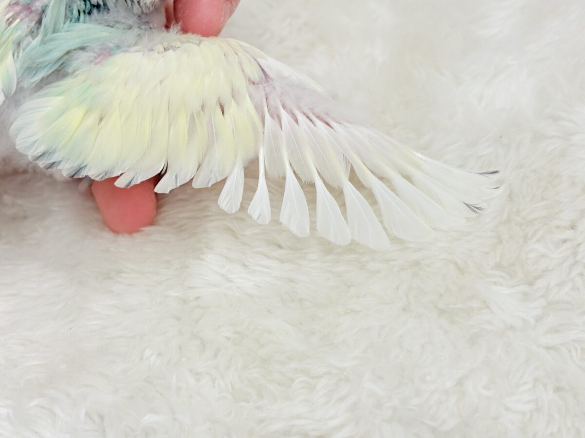 【最新画像更新🪄】頭に入った模様がトレードマーク🐣⚡️🍏コザクラインコ(ブルーチェリーオパーリンパイド) ヒナ コザクラインコ(小桜インコ)