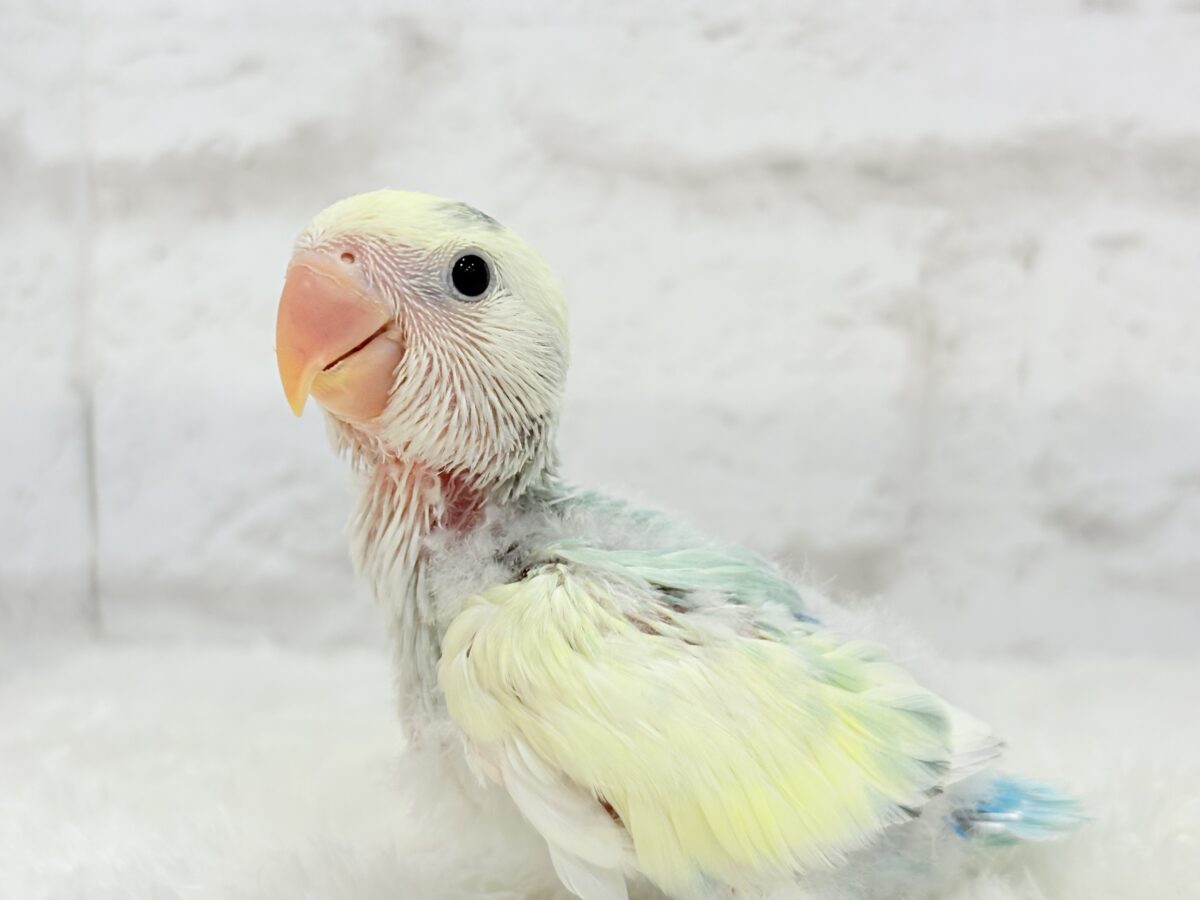 コザクラインコ（小桜インコ）