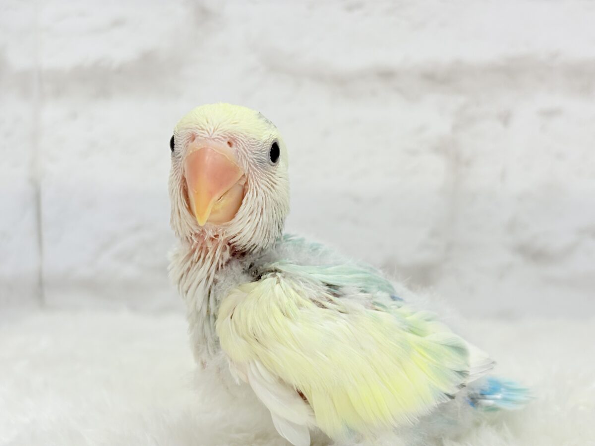 【最新画像更新🪄】頭に入った模様がトレードマーク🐣⚡️🍏コザクラインコ(ブルーチェリーオパーリンパイド) ヒナ コザクラインコ(小桜インコ)