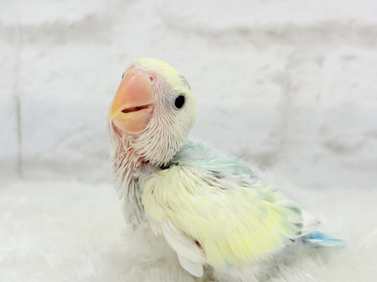 【最新画像更新🪄】頭に入った模様がトレードマーク🐣⚡️🍏コザクラインコ(ブルーチェリーオパーリンパイド) ヒナ コザクラインコ(小桜インコ)
