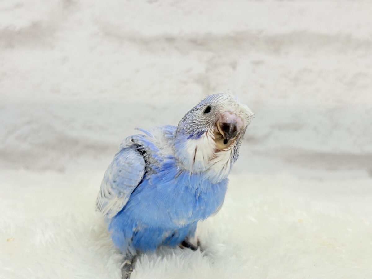 【最新画像更新🪄】ちょびっとくせ毛がクセになる🐥セキセイインコ(スパングル) ヒナ セキセイインコ
