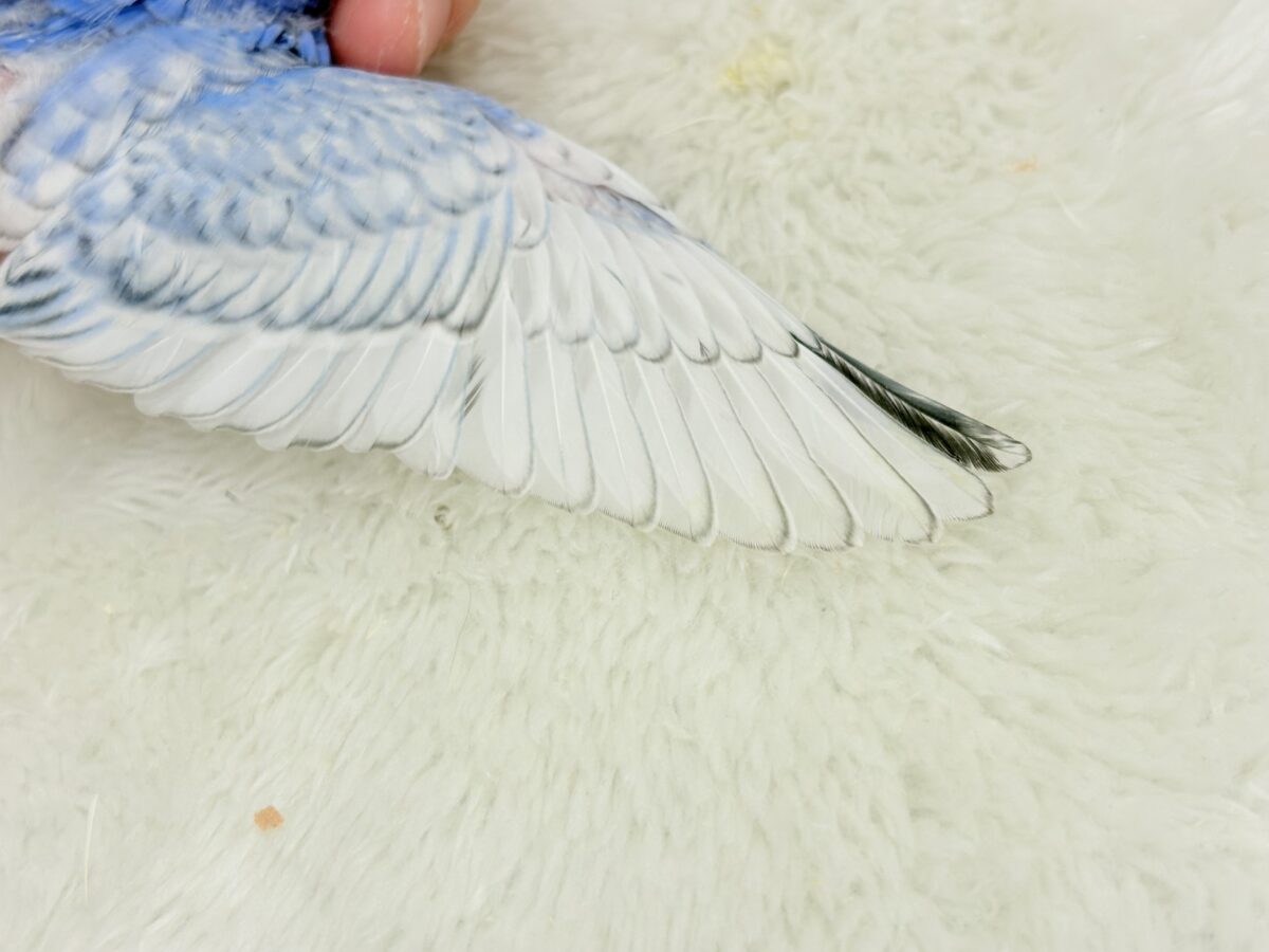 【最新画像更新🪄】ちょびっとくせ毛がクセになる🐥セキセイインコ(スパングル) ヒナ セキセイインコ