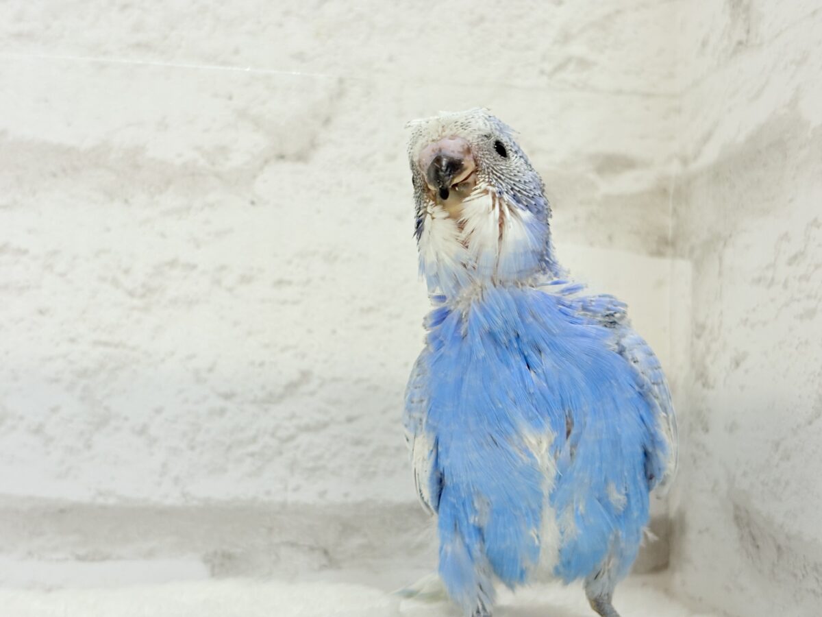 【最新画像更新🪄】ちょびっとくせ毛がクセになる🐥セキセイインコ(スパングル) ヒナ セキセイインコ