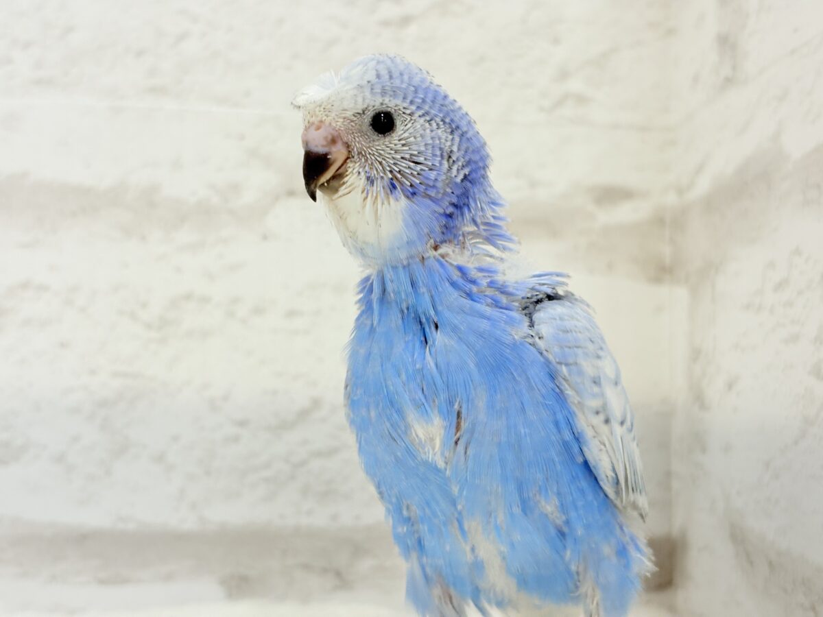 【最新画像更新🪄】ちょびっとくせ毛がクセになる🐥セキセイインコ(スパングル) ヒナ セキセイインコ