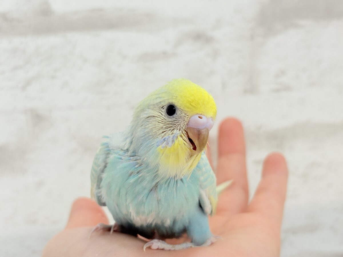 【最新画像更新🪄】甘々クリームソーダちゃん🍹🫧セキセイインコ(パステルカラーレインボー) ヒナ セキセイインコ