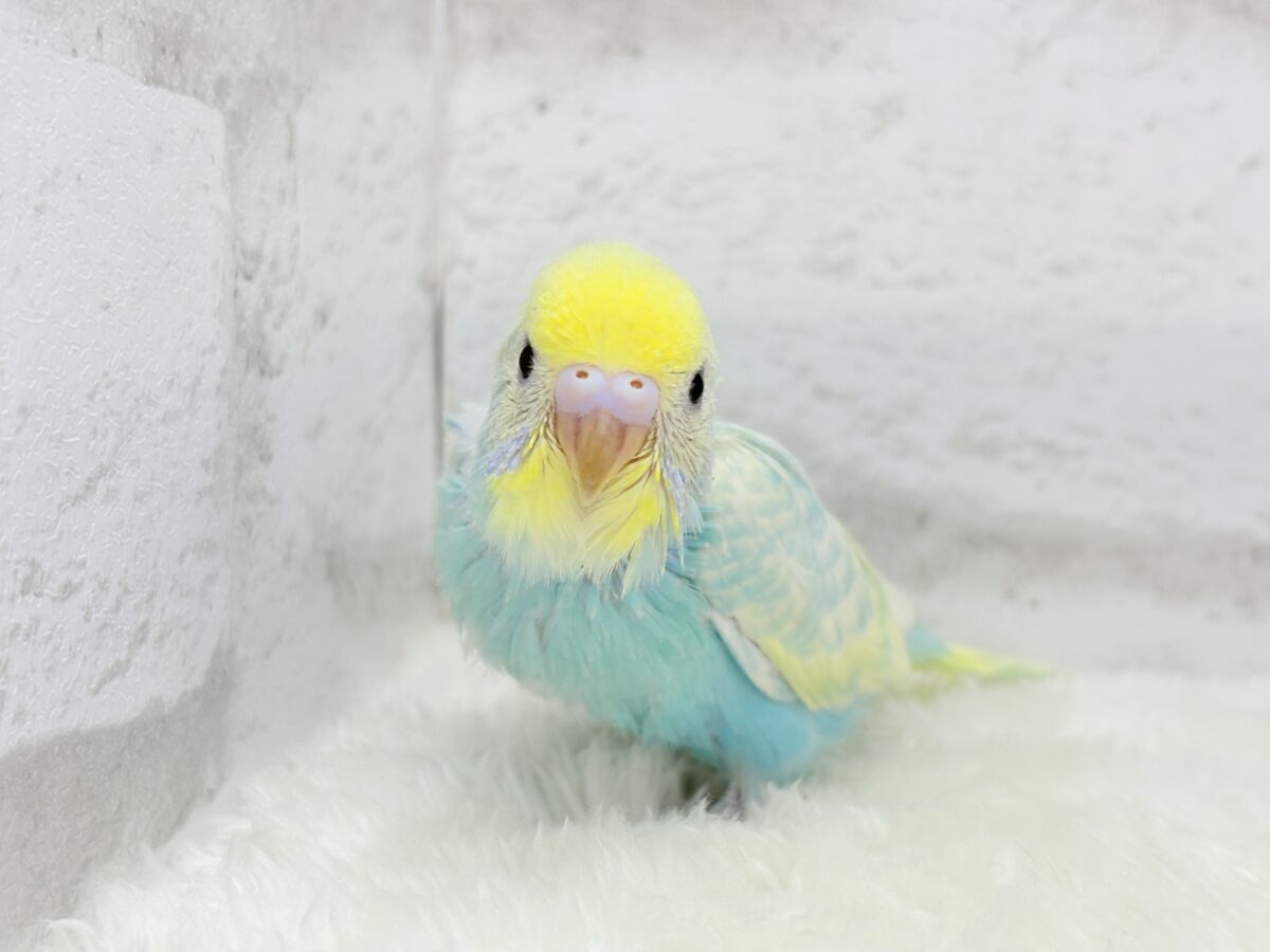 【最新画像更新🪄】甘々クリームソーダちゃん🍹🫧セキセイインコ(パステルカラーレインボー) ヒナ セキセイインコ