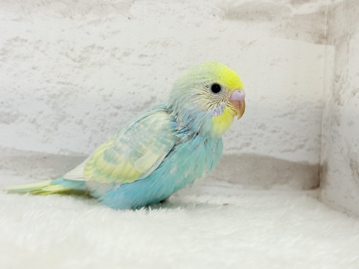 【最新画像更新🪄】甘々クリームソーダちゃん🍹🫧セキセイインコ(パステルカラーレインボー) ヒナ セキセイインコ