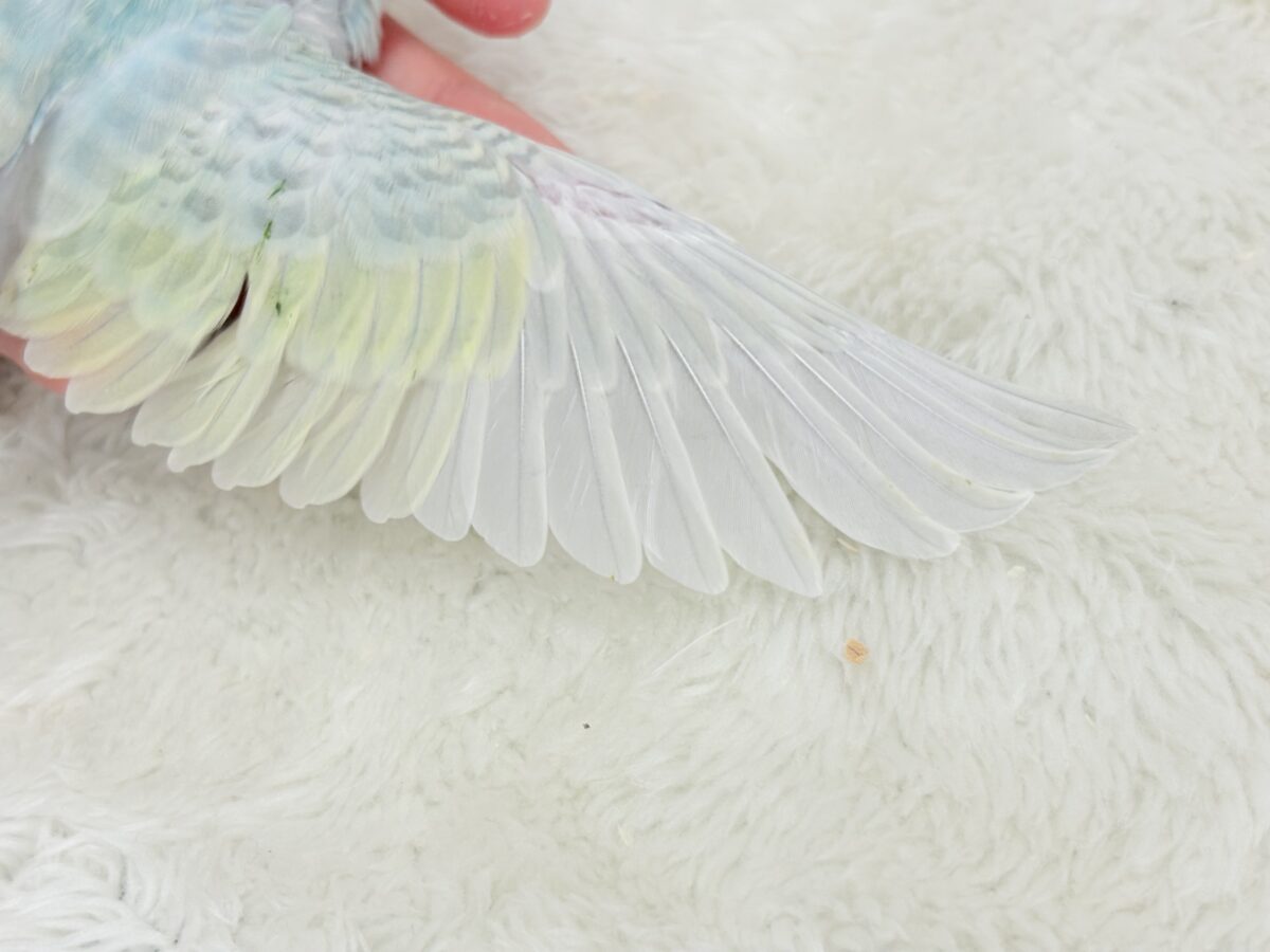 【最新画像更新🪄】しゅわしゅわっと🍬🫧ラムネちゃん🐥◎セキセイインコ(パステルカラーレインボースパングル) ヒナ セキセイインコ