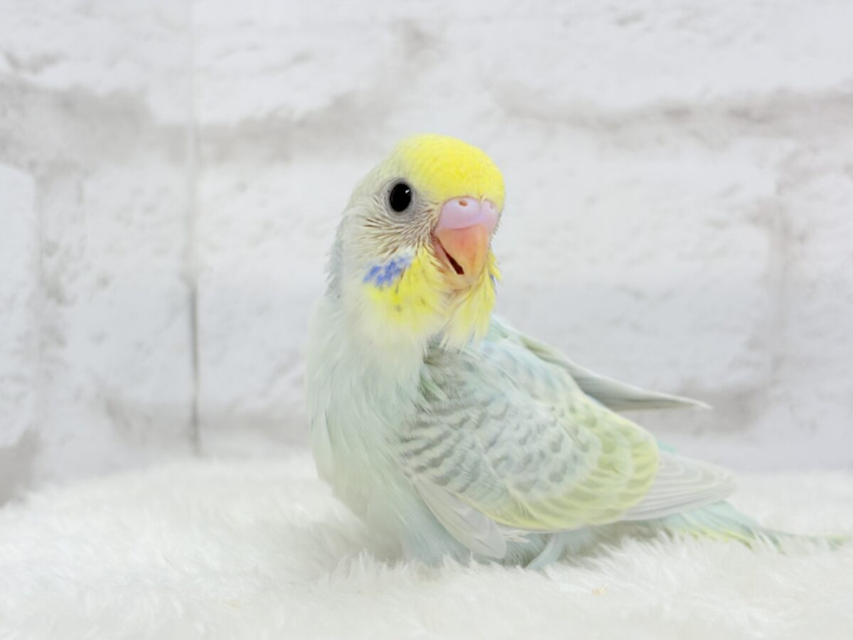 【最新画像更新🪄】しゅわしゅわっと🍬🫧ラムネちゃん🐥◎セキセイインコ(パステルカラーレインボースパングル) ヒナ セキセイインコ