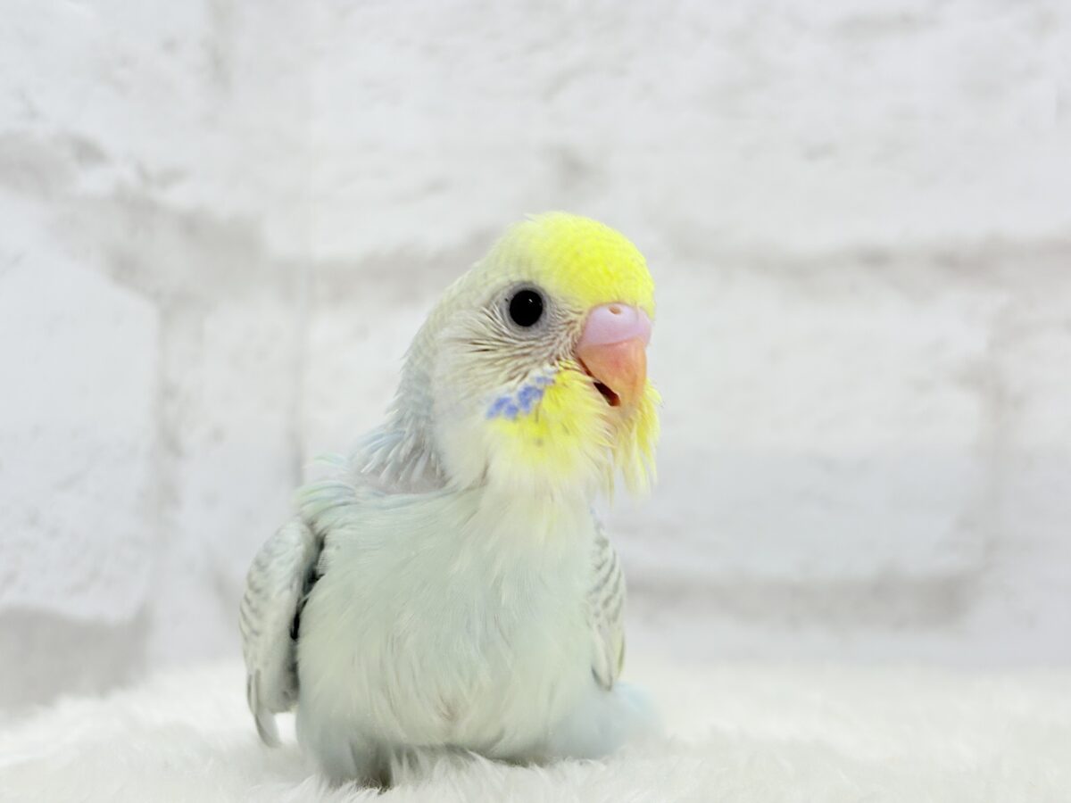 【最新画像更新🪄】しゅわしゅわっと🍬🫧ラムネちゃん🐥◎セキセイインコ(パステルカラーレインボースパングル) ヒナ セキセイインコ