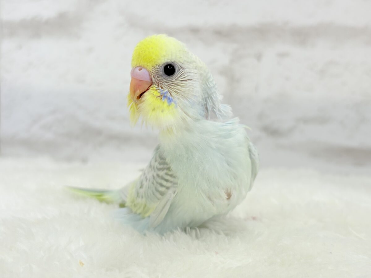 【最新画像更新🪄】しゅわしゅわっと🍬🫧ラムネちゃん🐥◎セキセイインコ(パステルカラーレインボースパングル) ヒナ セキセイインコ