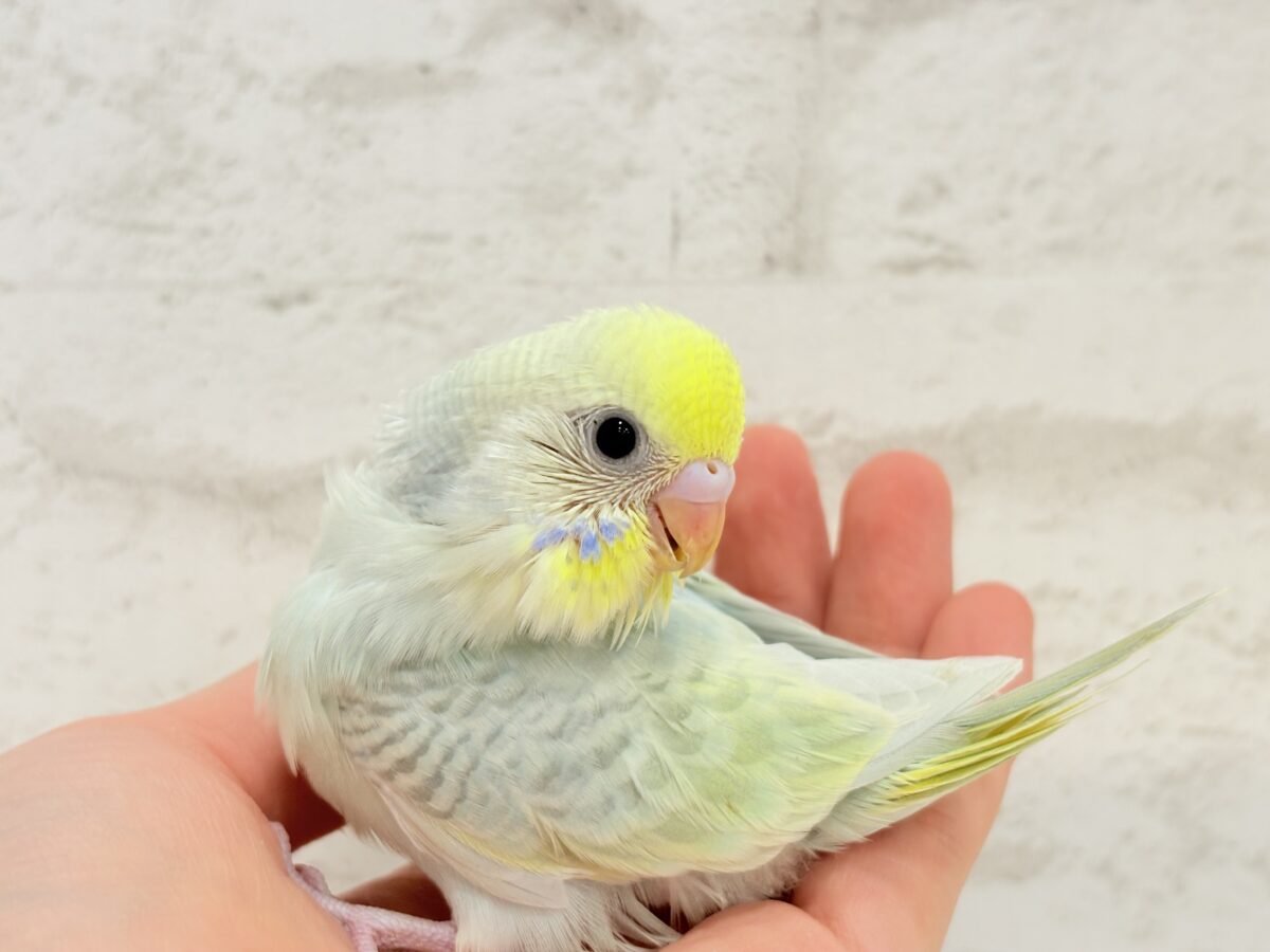【最新画像更新🪄】しゅわしゅわっと🍬🫧ラムネちゃん🐥◎セキセイインコ(パステルカラーレインボースパングル) ヒナ セキセイインコ