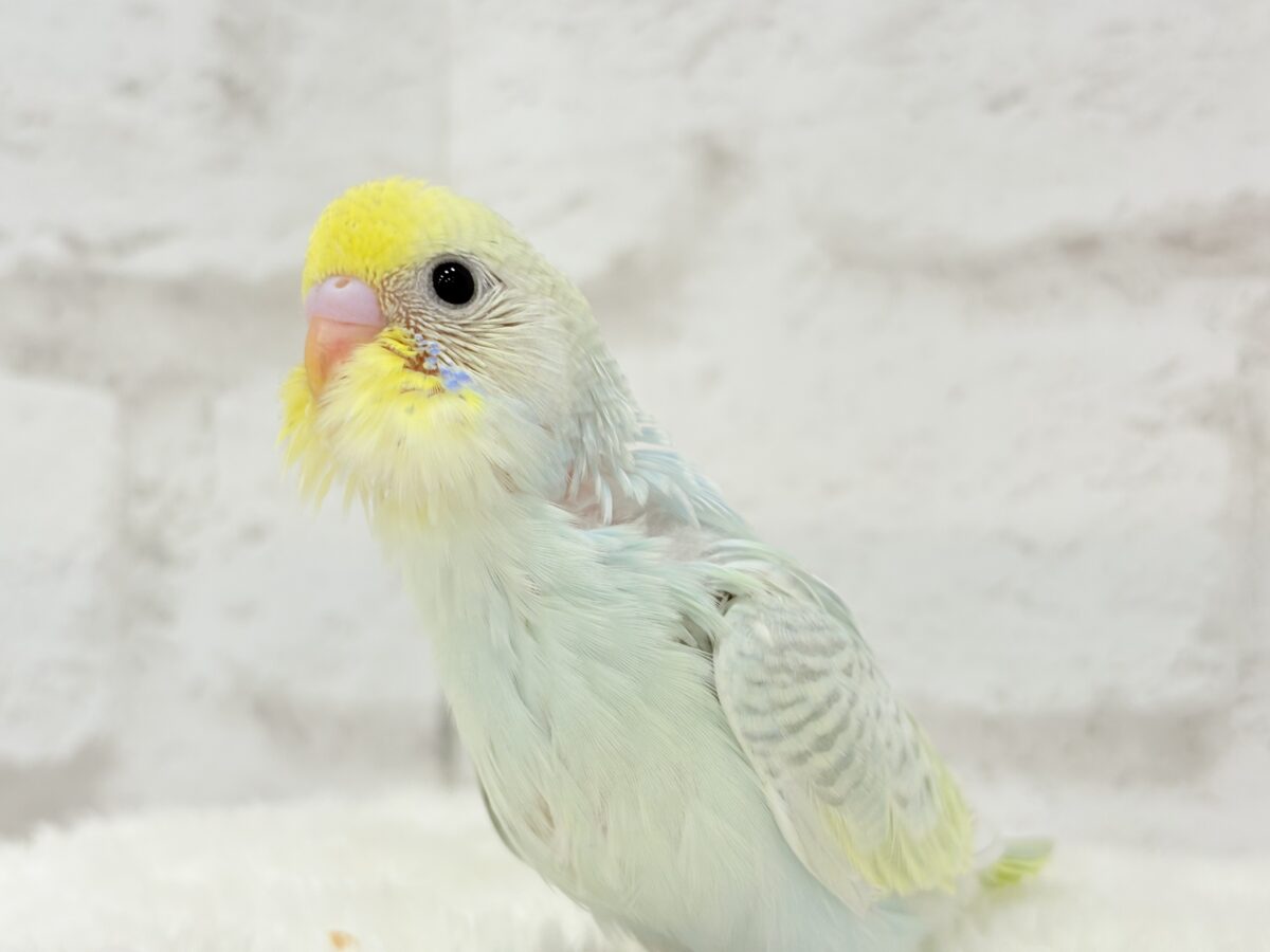 【最新画像更新🪄】しゅわしゅわっと🍬🫧ラムネちゃん🐥◎セキセイインコ(パステルカラーレインボースパングル) ヒナ セキセイインコ
