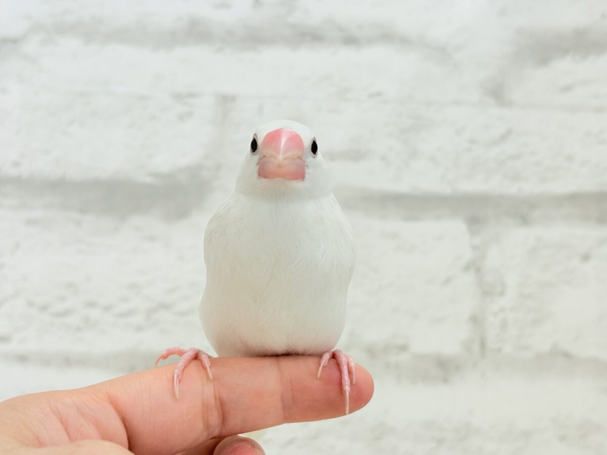 【最新画像更新🪄ひとり餌になりました☆】しろもちコンビ🐣🤍白文鳥 ヒナ 白文鳥