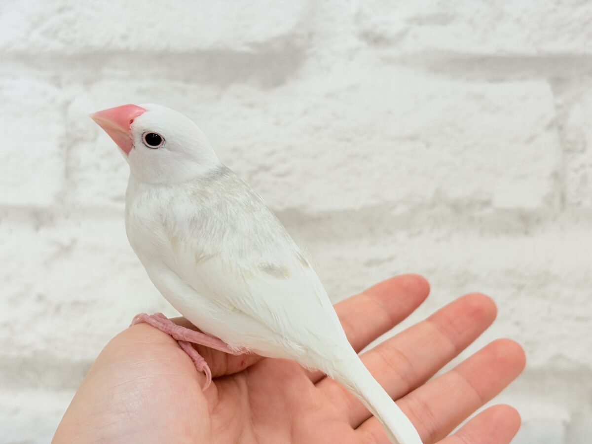 【最新画像更新🪄ひとり餌になりました☆】しろもちコンビ🐣🤍白文鳥 ヒナ 白文鳥