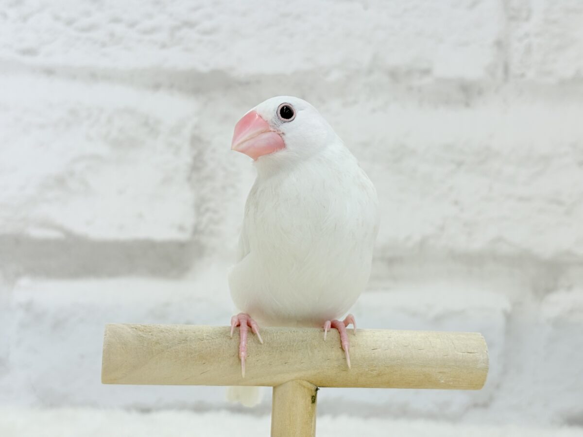 【最新画像更新🪄ひとり餌になりました☆】しろもちコンビ🐣🤍白文鳥 ヒナ 白文鳥