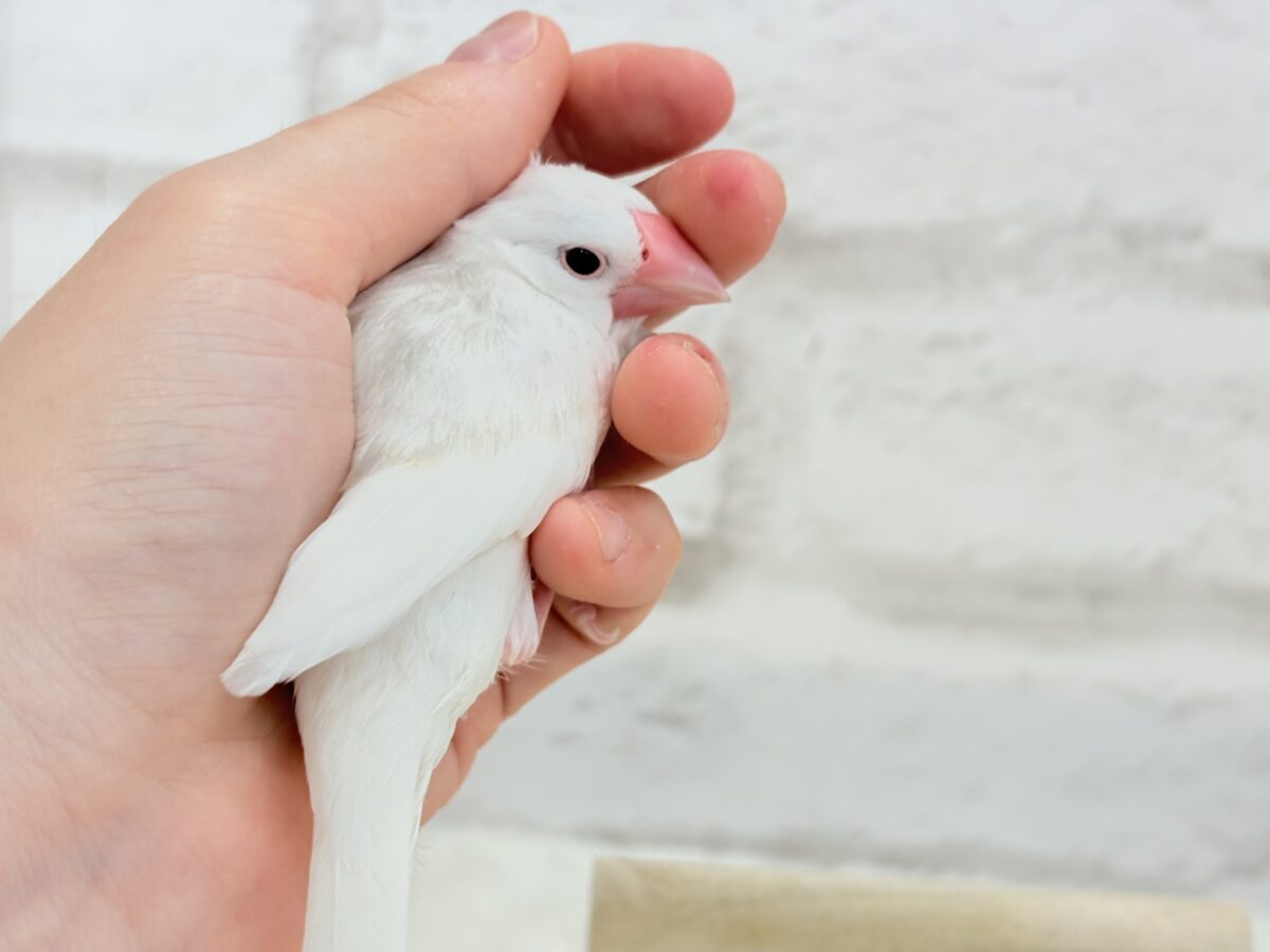 【最新画像更新🪄ひとり餌になりました☆】しろもちコンビ🐣🤍白文鳥 ヒナ 白文鳥