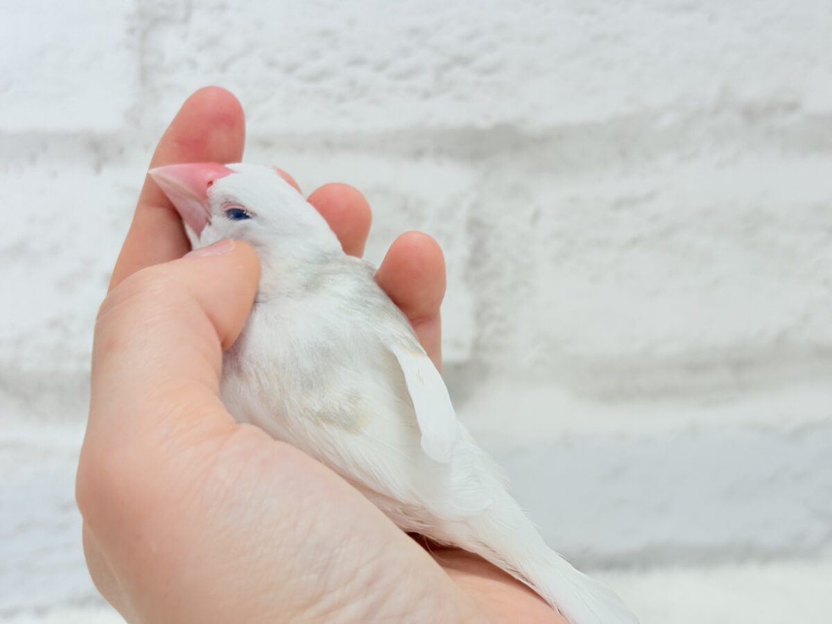 【最新画像更新🪄ひとり餌になりました☆】しろもちコンビ🐣🤍白文鳥 ヒナ 白文鳥