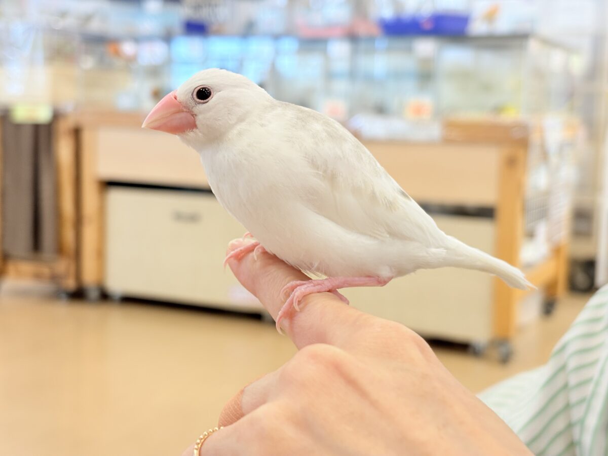 【最新画像更新🪄ひとり餌になりました☆】しろもちコンビ🐣🤍白文鳥 ヒナ 白文鳥