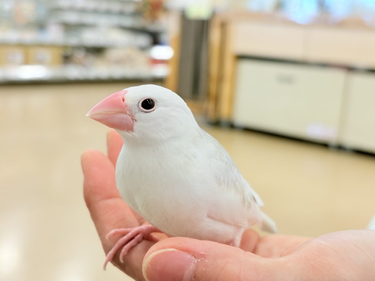 【最新画像更新🪄ひとり餌になりました☆】しろもちコンビ🐣🤍白文鳥 ヒナ 白文鳥
