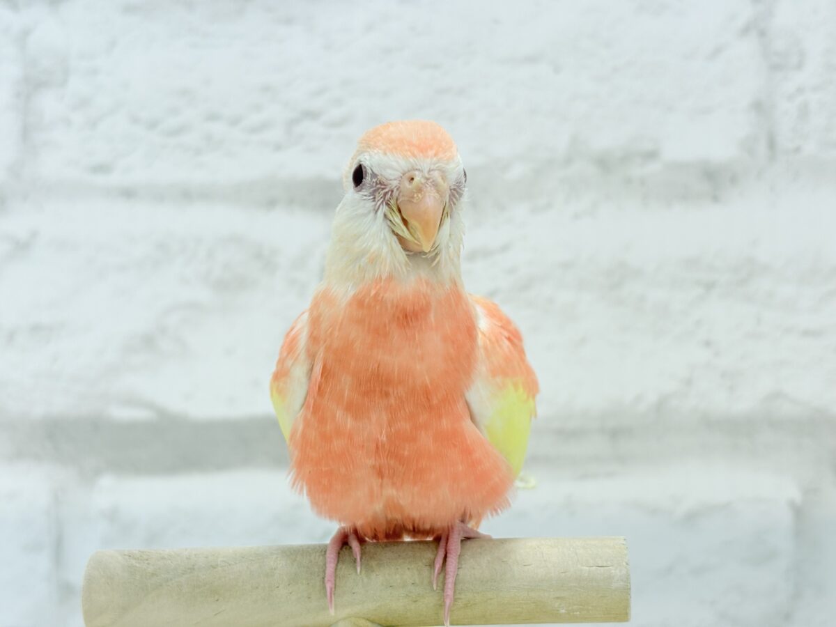 アキクサインコ（秋草インコ）